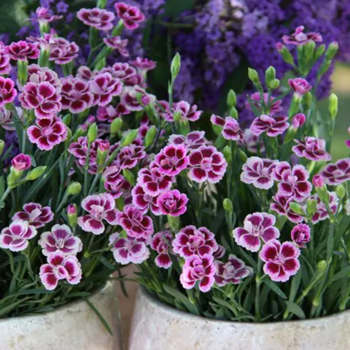 Dianthus Pink Kisses Carnations Seeds - Dianthus Seeds, 30 seeds