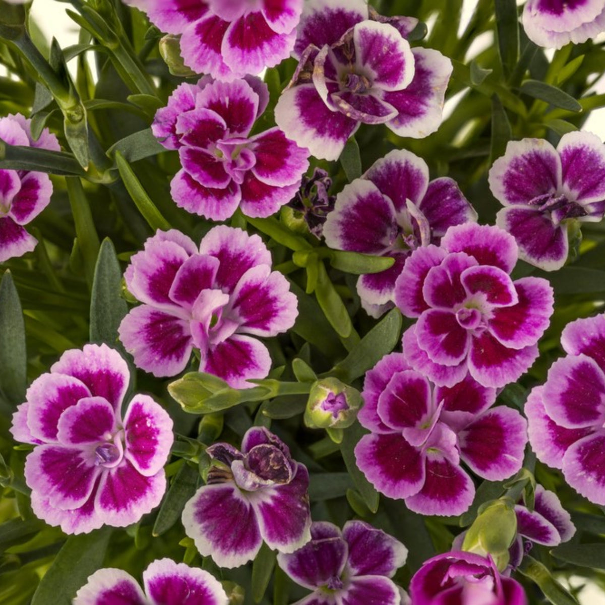Dianthus Pink Kisses Carnations Seeds - Dianthus Seeds, 30 seeds