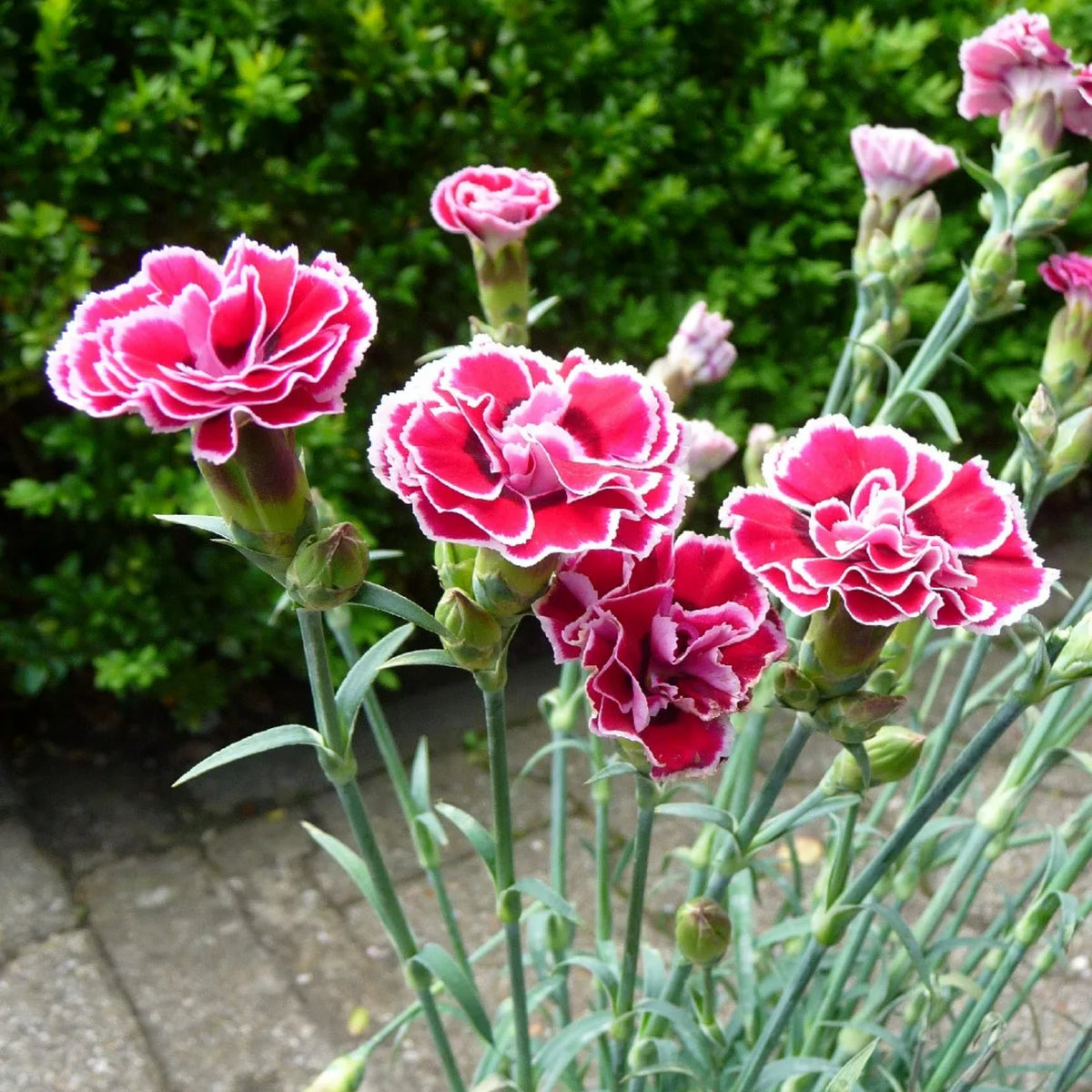 Dianthus Pink Kisses Carnations Seeds - Dianthus Seeds, 30 seeds