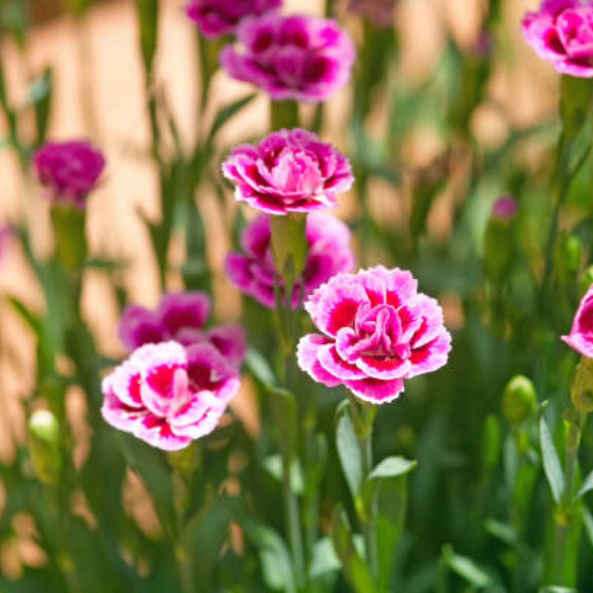 Dianthus Pink Kisses Carnations Seeds - Dianthus Seeds, 30 seeds