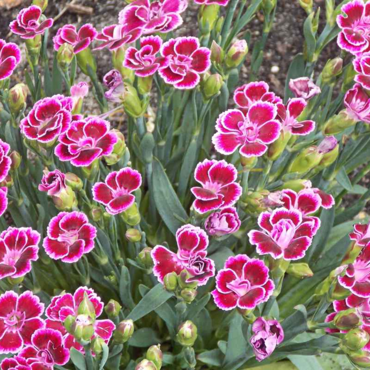 Dianthus Pink Kisses Carnations Seeds - Dianthus Seeds, 30 seeds