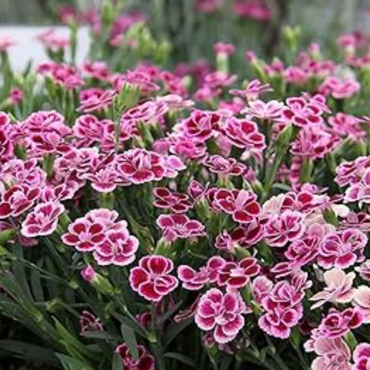 Dianthus Pink Kisses Carnations Seeds - Dianthus Seeds, 30 seeds
