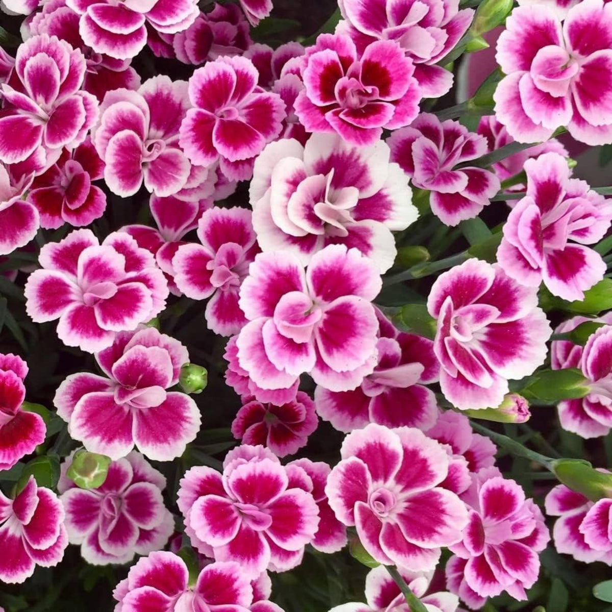 Dianthus Pink Kisses Carnations Seeds - Dianthus Seeds, 30 seeds