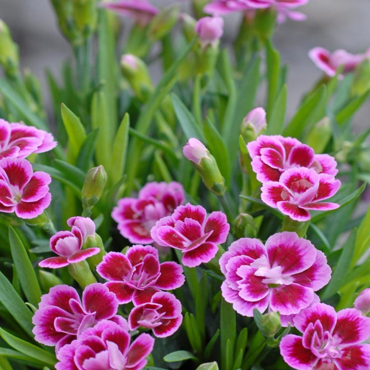 Dianthus Pink Kisses Carnations Seeds - Dianthus Seeds, 30 seeds
