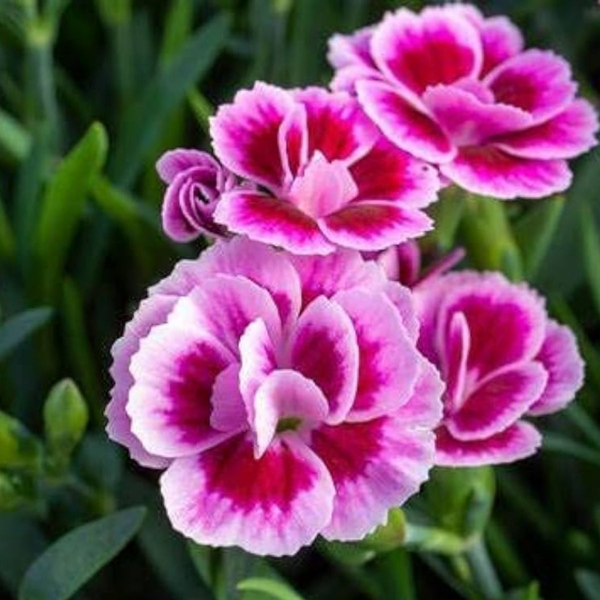 Dianthus Pink Kisses Carnations Seeds - Dianthus Seeds, 30 seeds