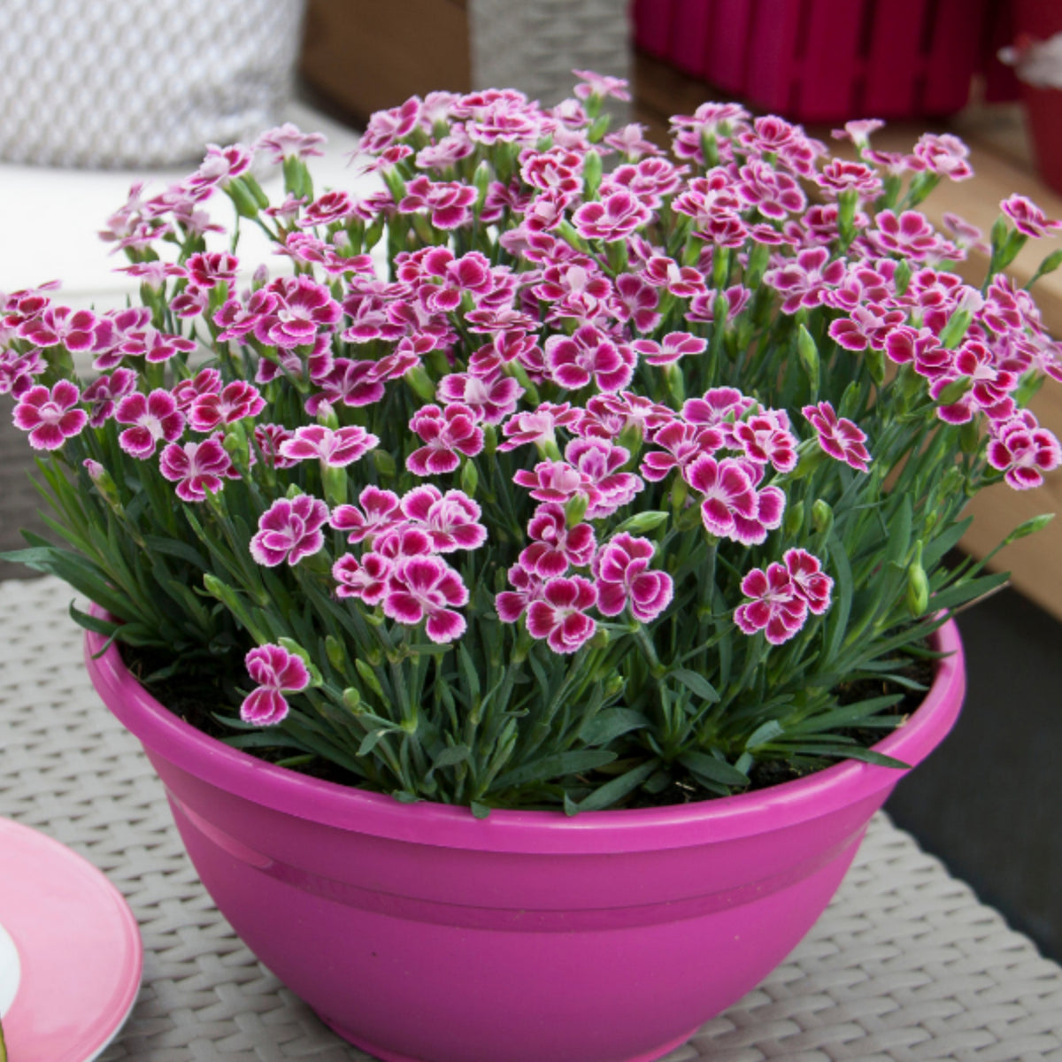 Dianthus Pink Kisses Carnations Seeds - Dianthus Seeds, 30 seeds