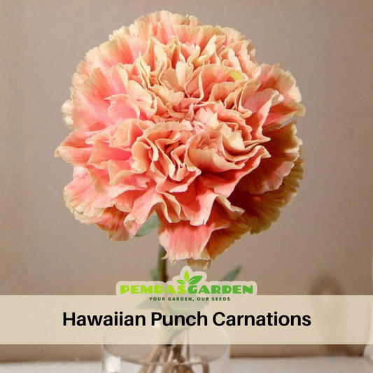 Hawaiian Punch Carnations-Dianthus Seeds, 30 seeds