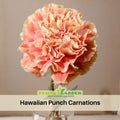 30 Hawaiian Punch Carnations-Dianthus Seeds- Authentic - Open-Pollinated - Organic - Heirloom - Flower Seeds - Mix Seeds to Plant - #ca17