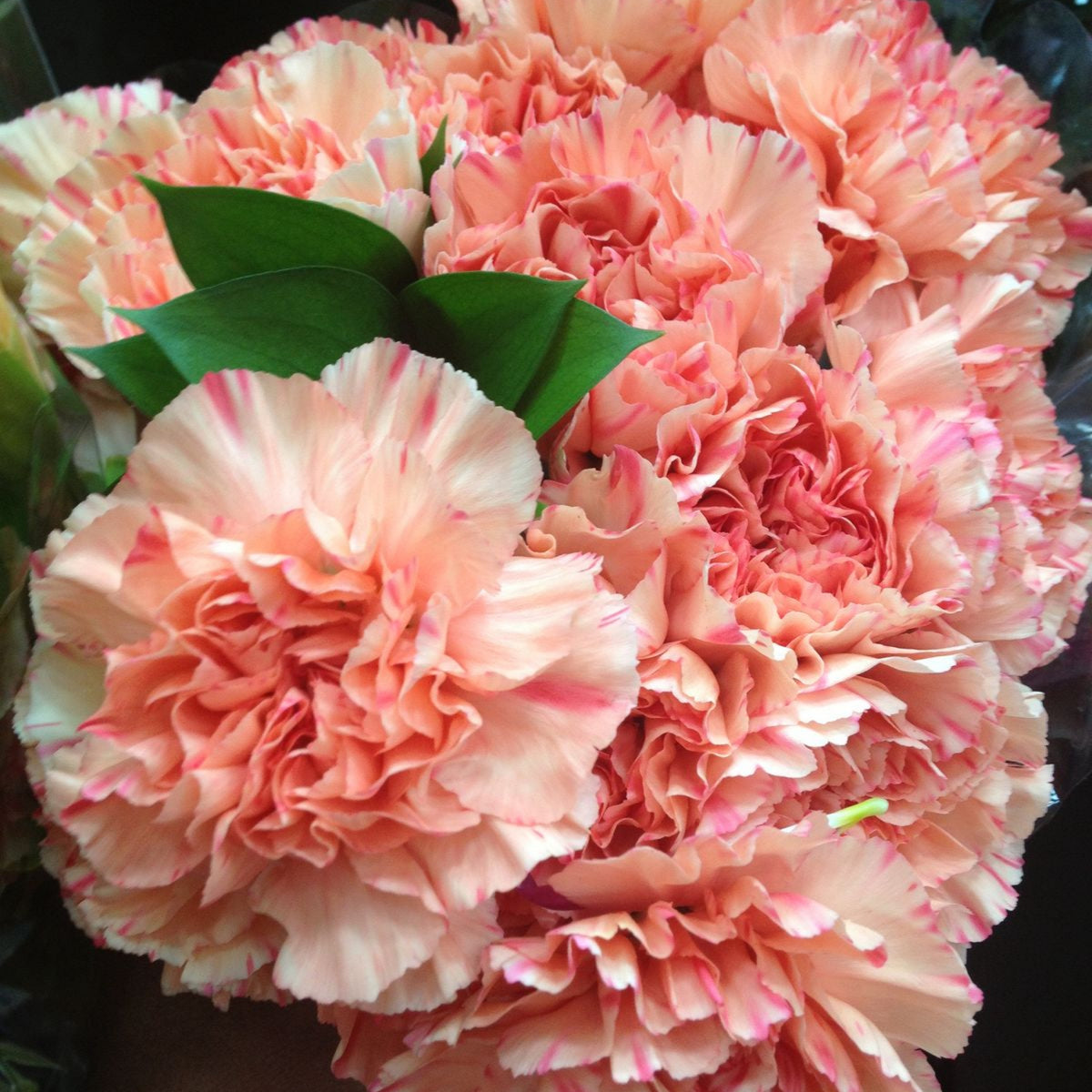 Hawaiian Punch Carnations-Dianthus Seeds, 30 seeds