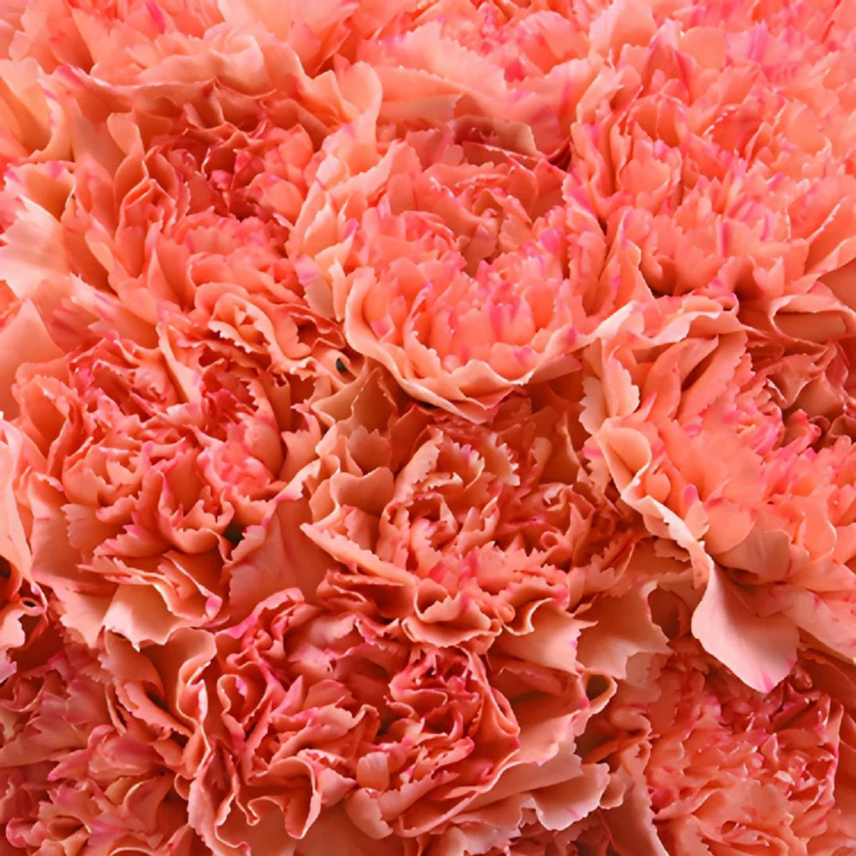 Hawaiian Punch Carnations-Dianthus Seeds, 30 seeds