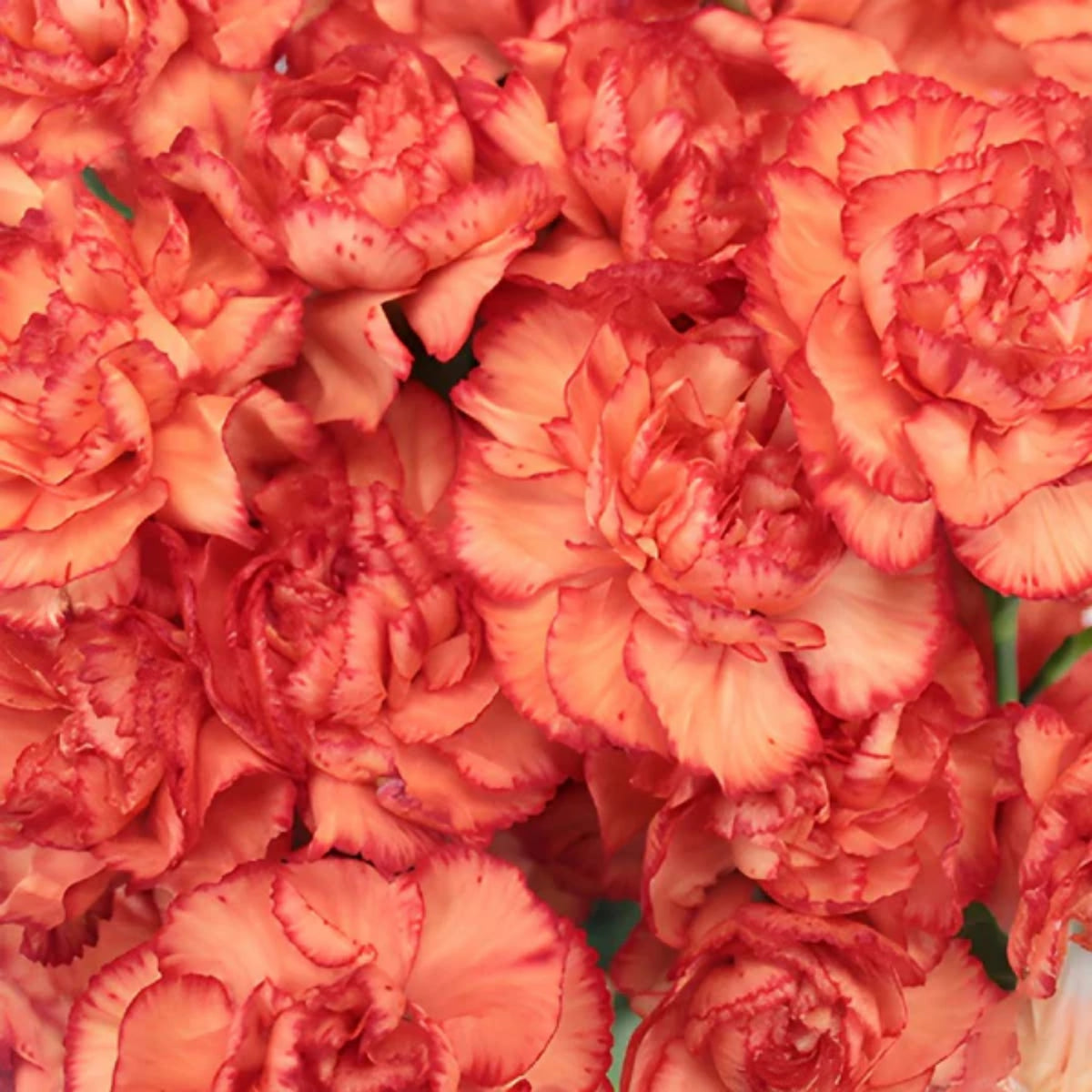 Hawaiian Punch Carnations-Dianthus Seeds, 30 seeds