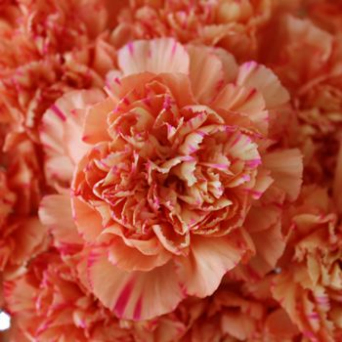 Hawaiian Punch Carnations-Dianthus Seeds, 30 seeds