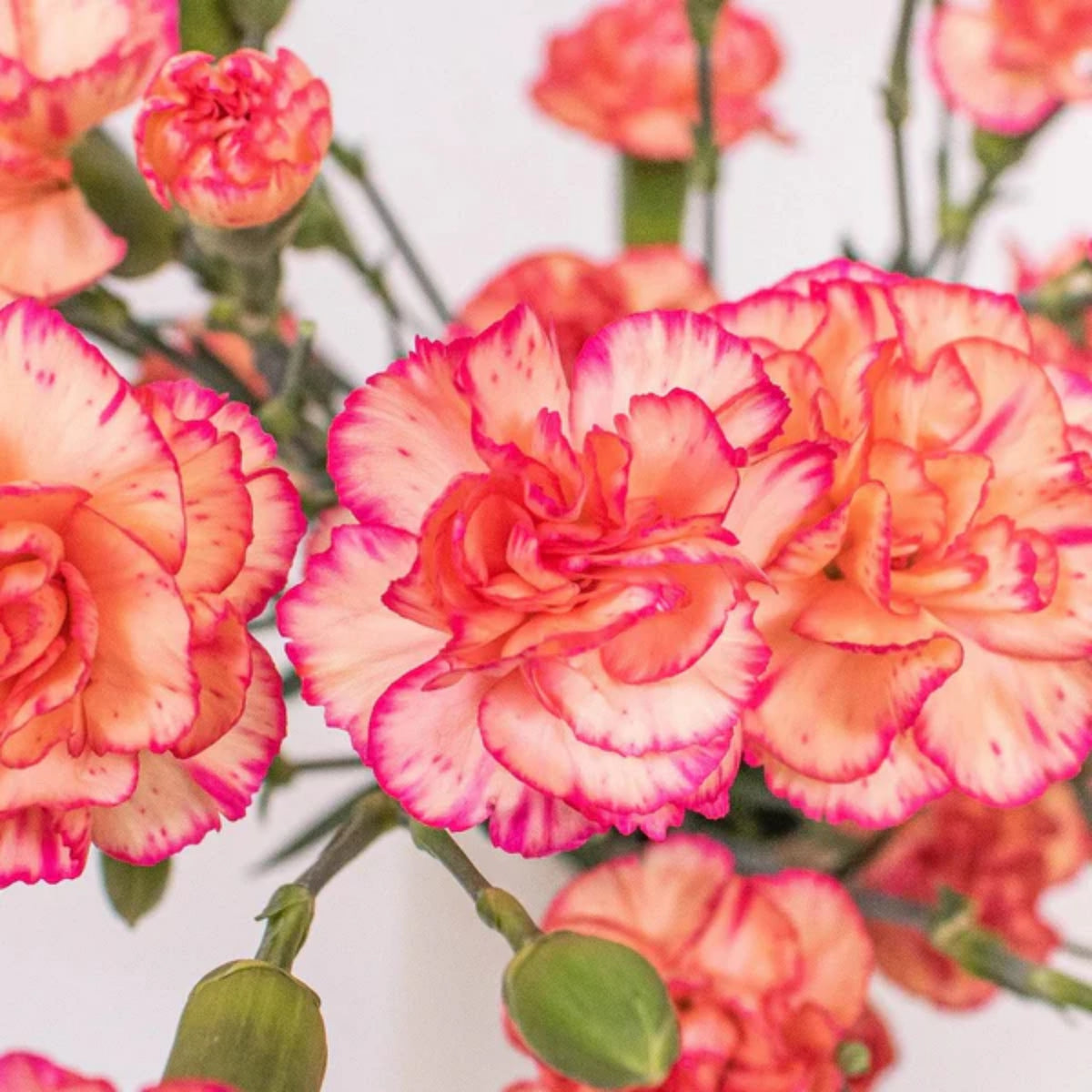Hawaiian Punch Carnations-Dianthus Seeds, 30 seeds