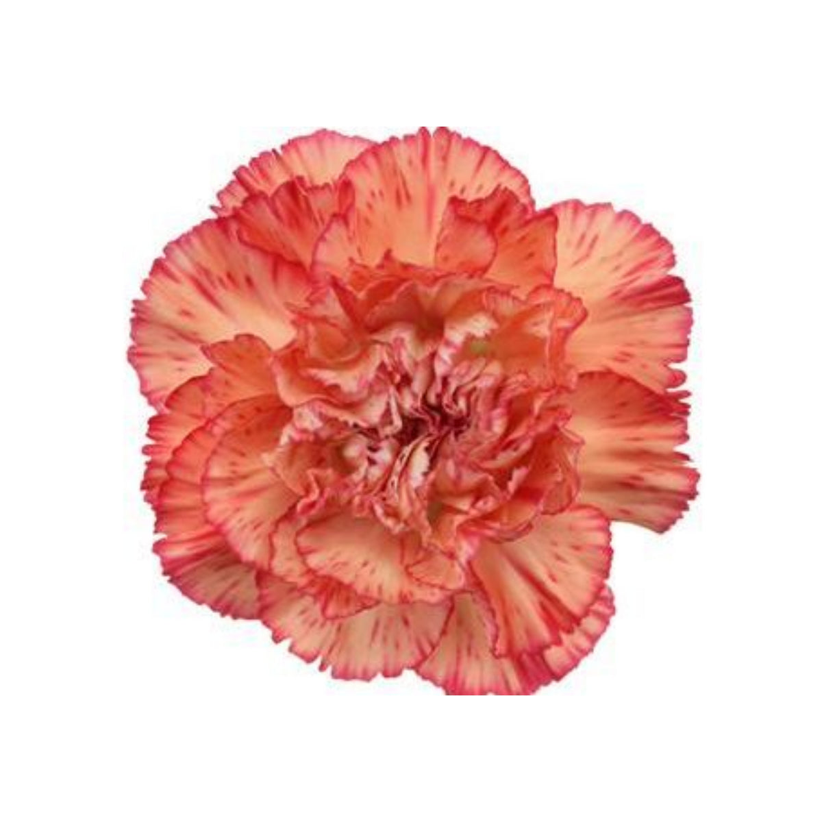 Hawaiian Punch Carnations-Dianthus Seeds, 30 seeds