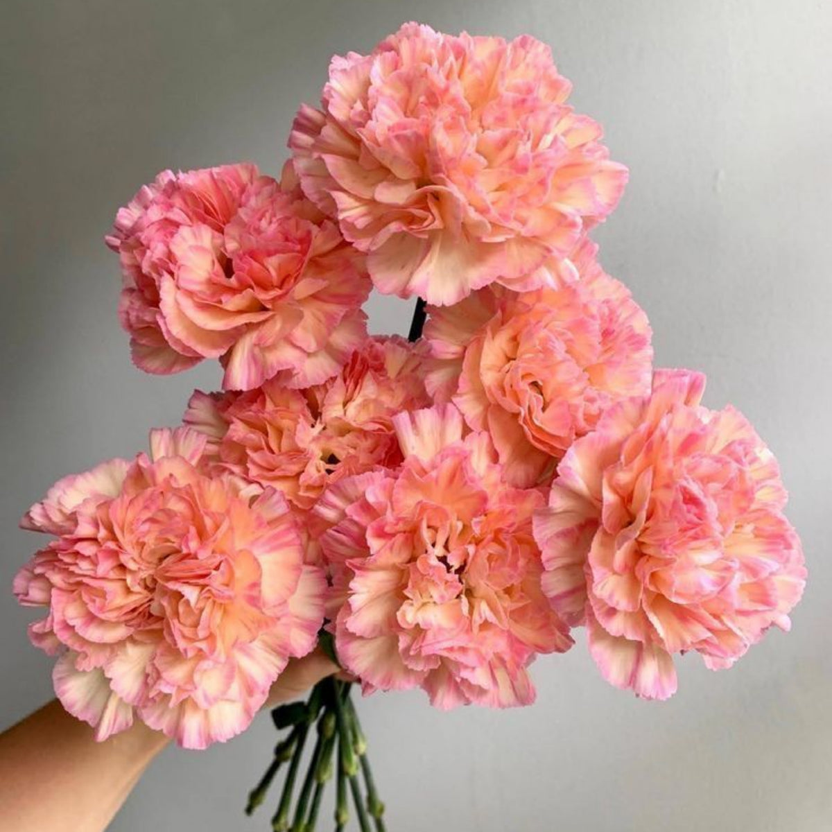 Hawaiian Punch Carnations-Dianthus Seeds, 30 seeds