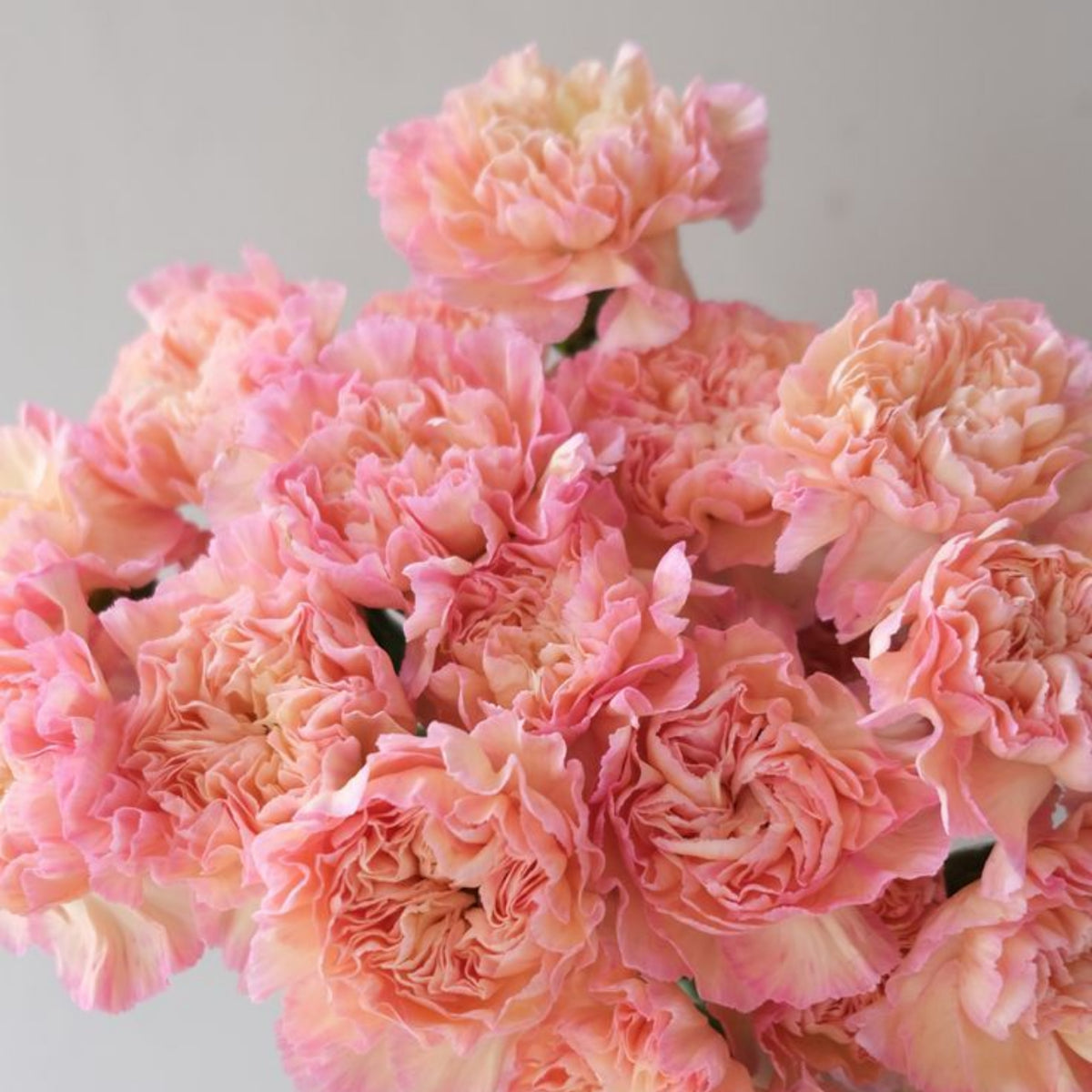 Hawaiian Punch Carnations-Dianthus Seeds, 30 seeds