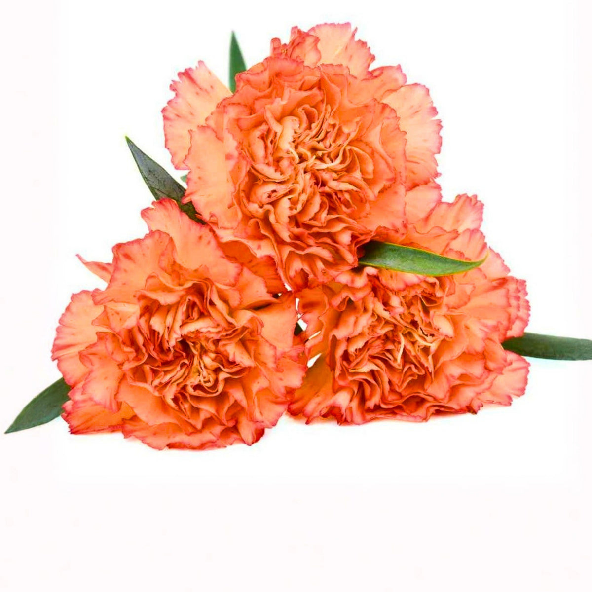 Hawaiian Punch Carnations-Dianthus Seeds, 30 seeds
