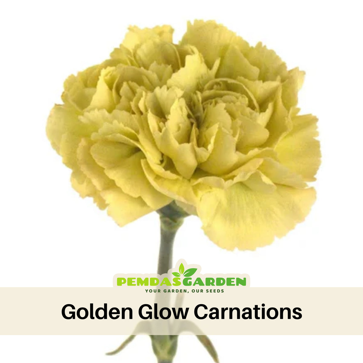 Golden Glow Carnations Seeds - Dianthus Seeds, 30 seeds