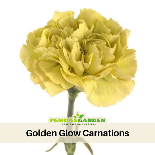 Golden Glow Carnations Seeds - Dianthus Seeds, 30 seeds