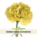 30 Golden Glow Carnations -Dianthus Seeds - Authentic - Open-Pollinated - Organic - Heirloom - Flower Seeds - Mix Seeds to Plant - #ca18