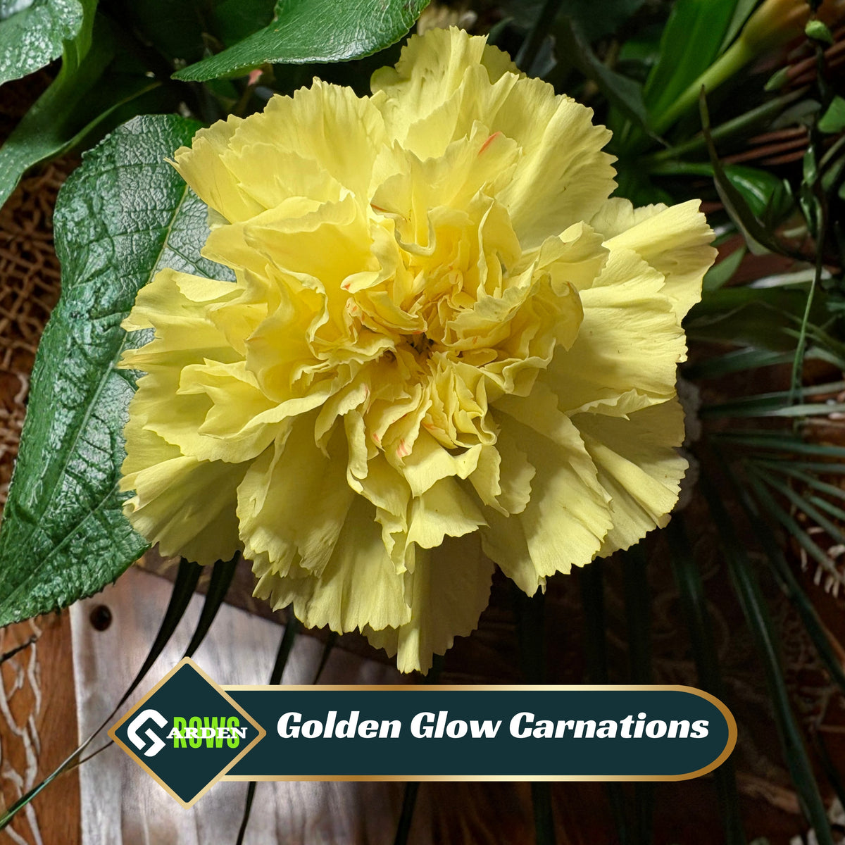 Golden Glow Carnations Seeds - Dianthus Seeds, 30 seeds