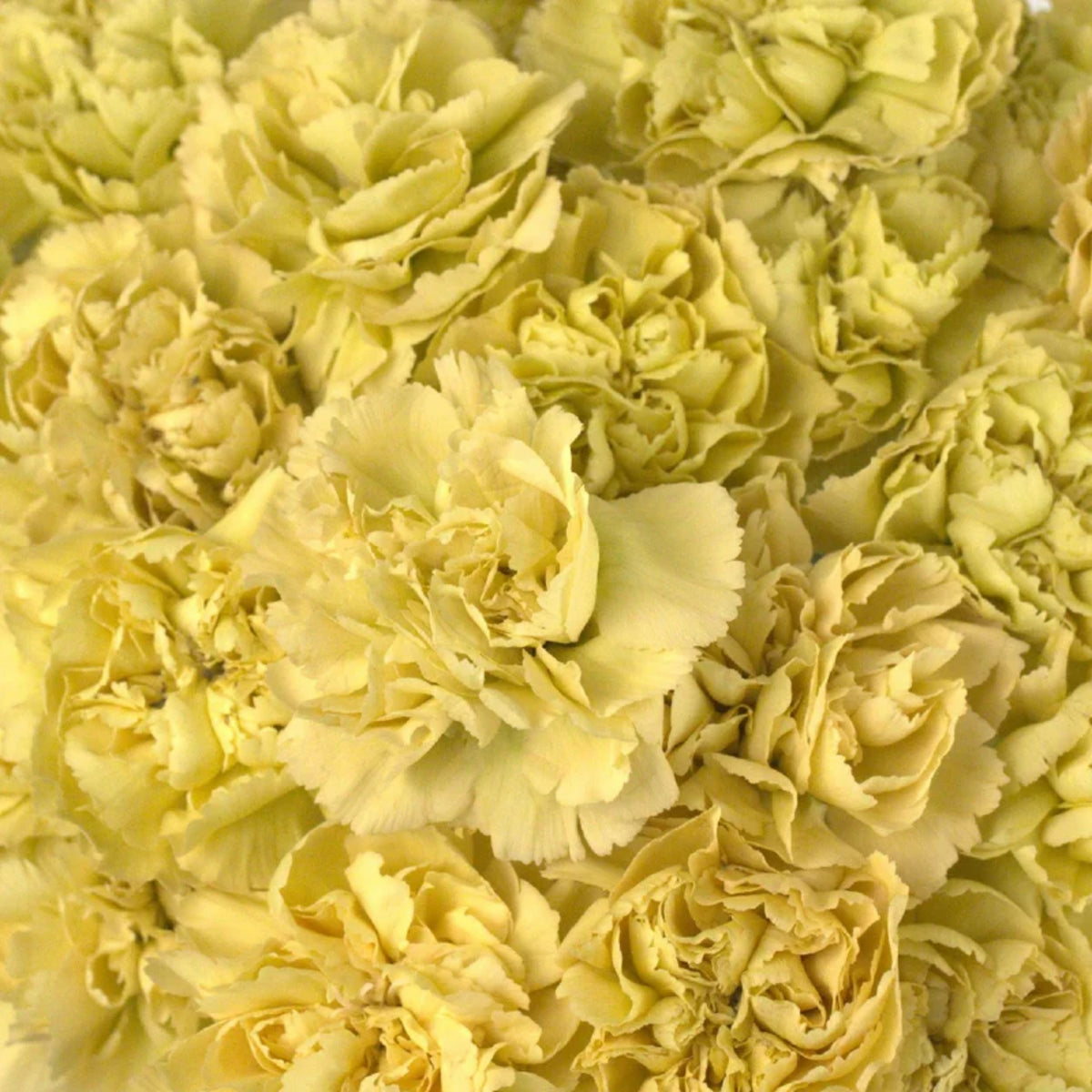 Golden Glow Carnations Seeds - Dianthus Seeds, 30 seeds