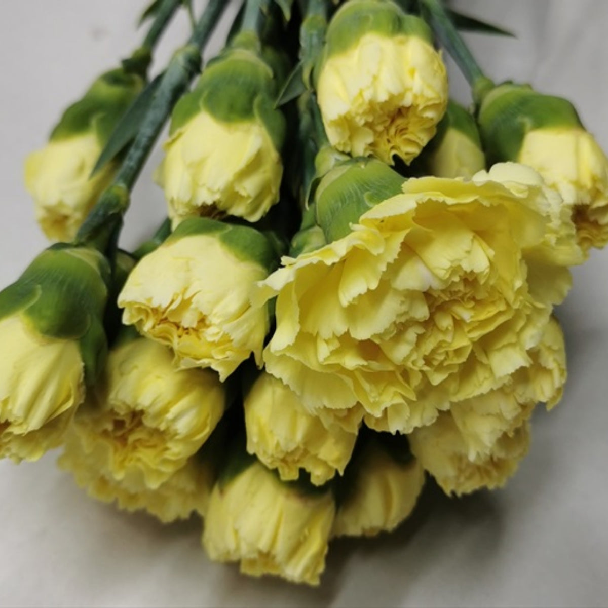 Golden Glow Carnations Seeds - Dianthus Seeds, 30 seeds