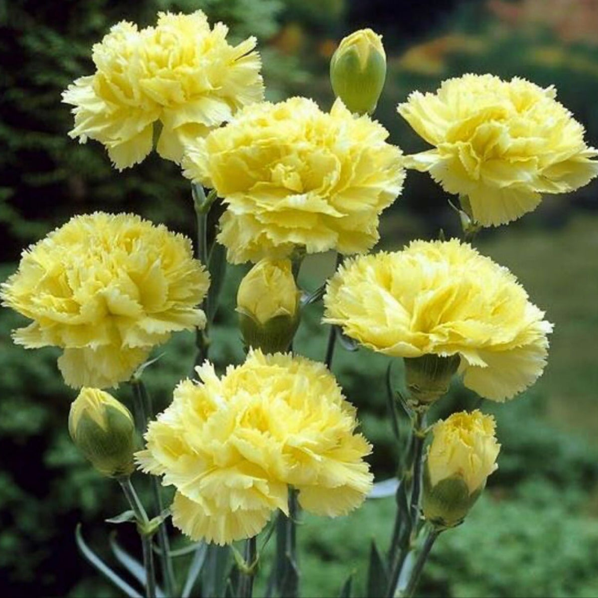 Golden Glow Carnations Seeds - Dianthus Seeds, 30 seeds