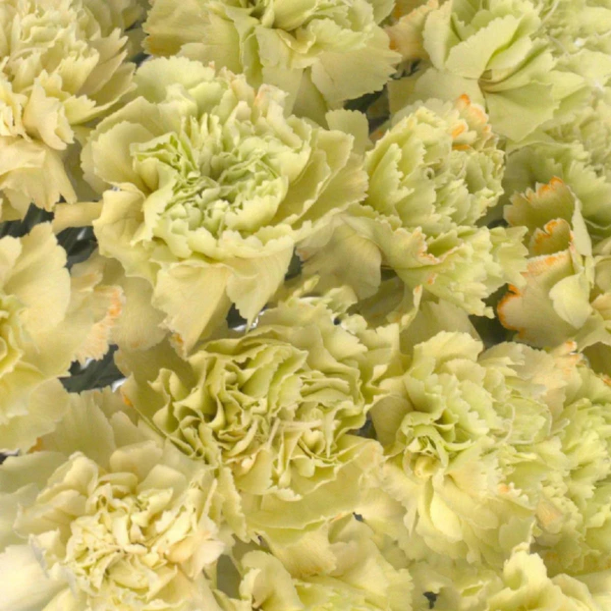 Golden Glow Carnations Seeds - Dianthus Seeds, 30 seeds