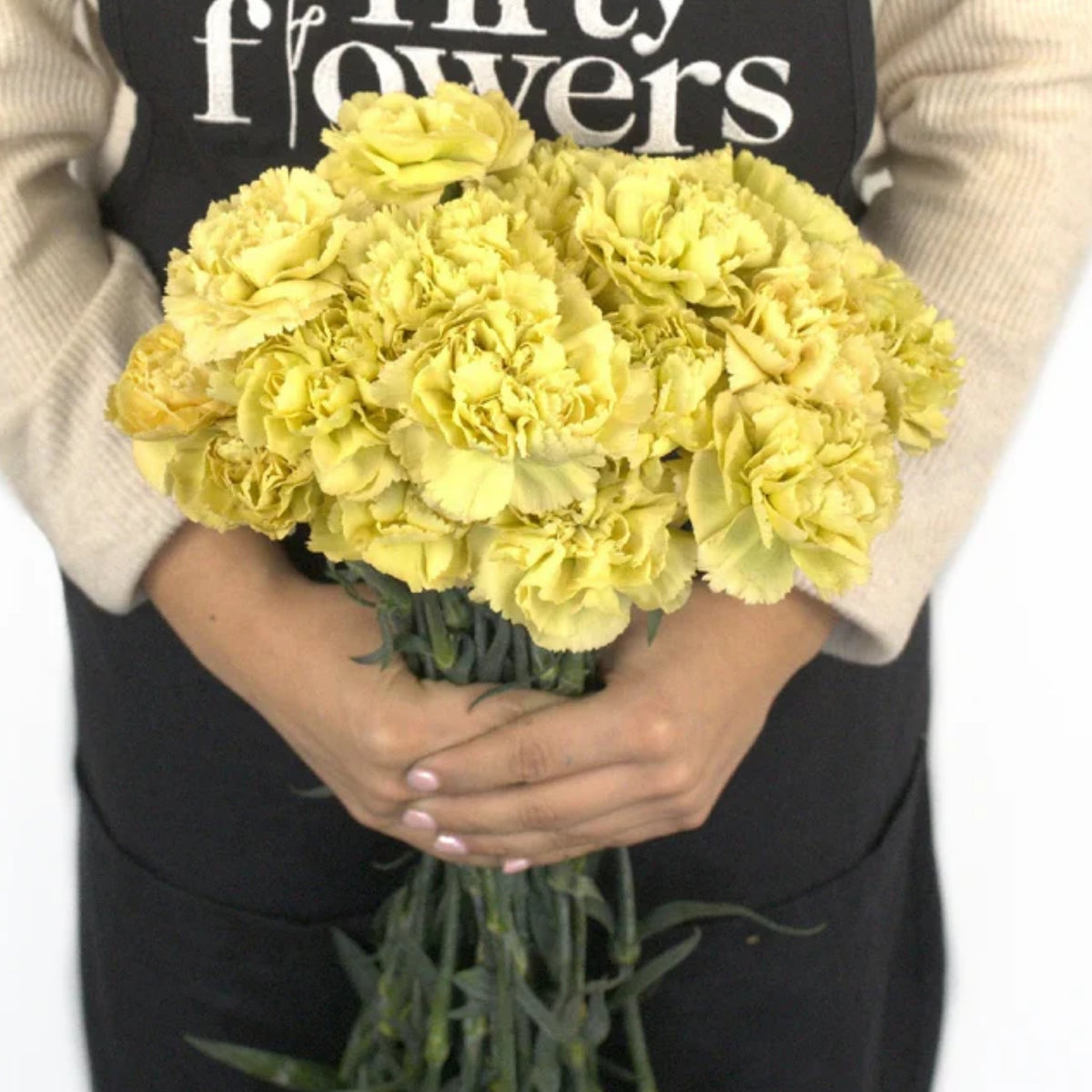 Golden Glow Carnations Seeds - Dianthus Seeds, 30 seeds