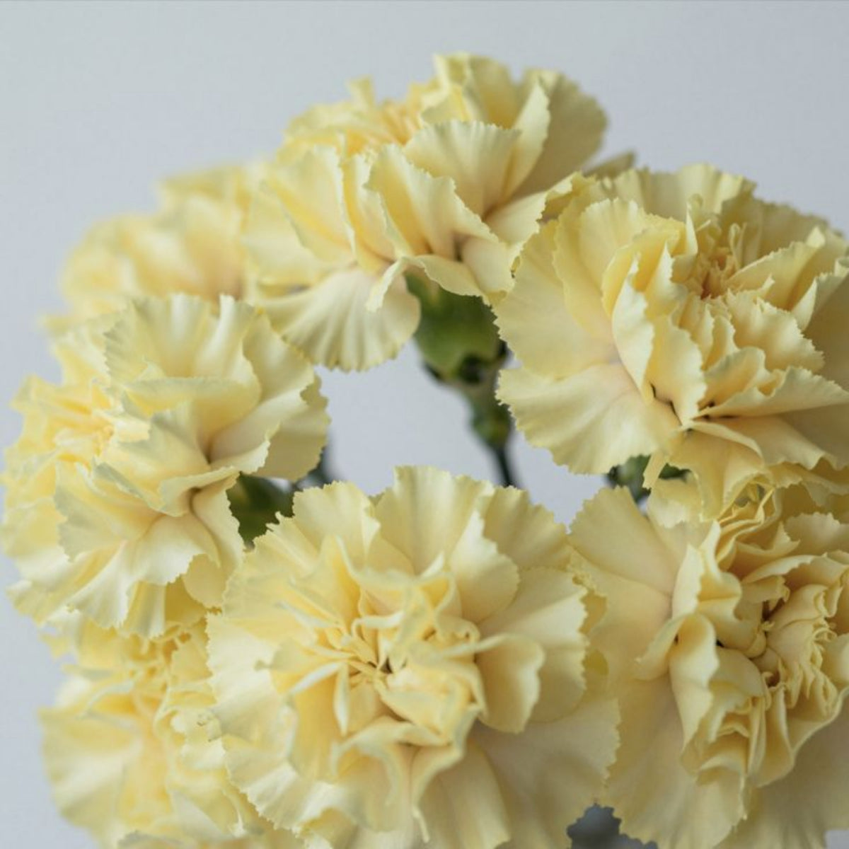 Golden Glow Carnations Seeds - Dianthus Seeds, 30 seeds