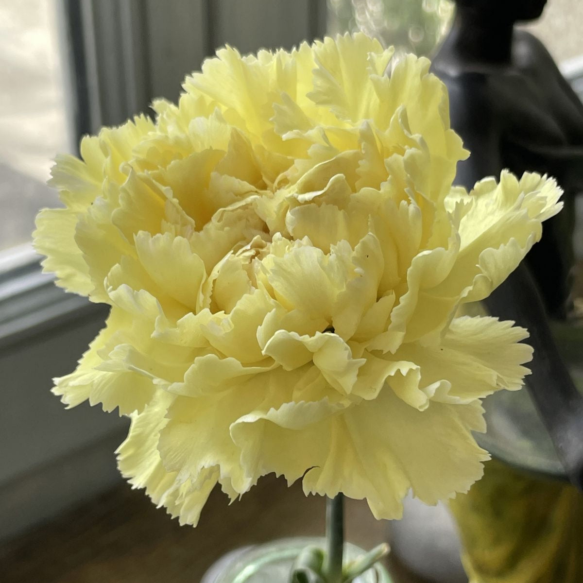 Golden Glow Carnations Seeds - Dianthus Seeds, 30 seeds