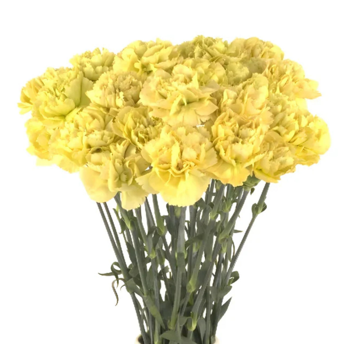 Golden Glow Carnations Seeds - Dianthus Seeds, 30 seeds