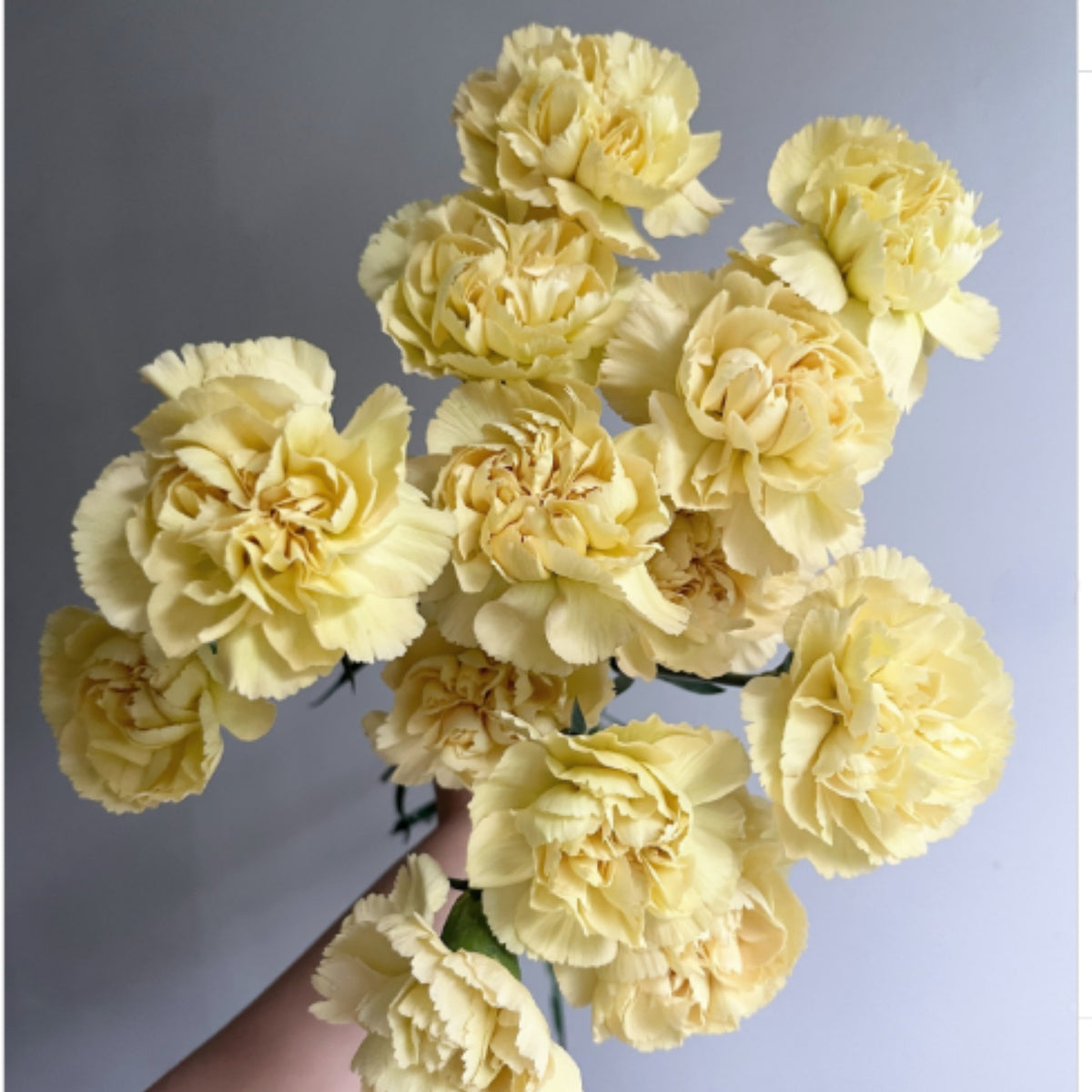 Golden Glow Carnations Seeds - Dianthus Seeds, 30 seeds