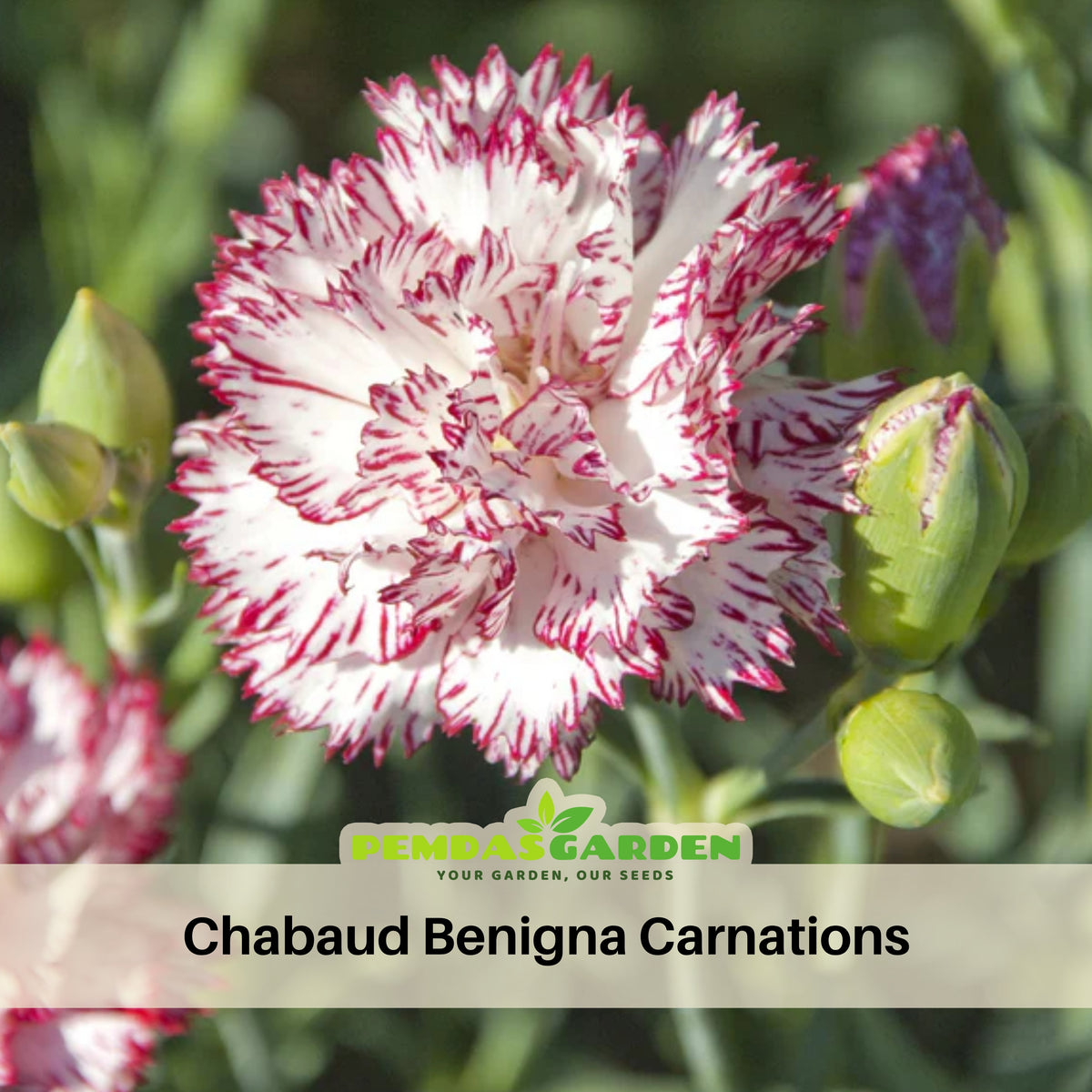 Chabaud Benigna Carnations Seeds - Dianthus Seeds, 30 seeds