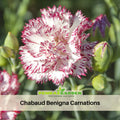 30 Chabaud Benigna Carnations -Dianthus Seeds- Authentic - Open-Pollinated - Organic - Heirloom - Flower Seeds - Mix Seeds to Plant - #ca19