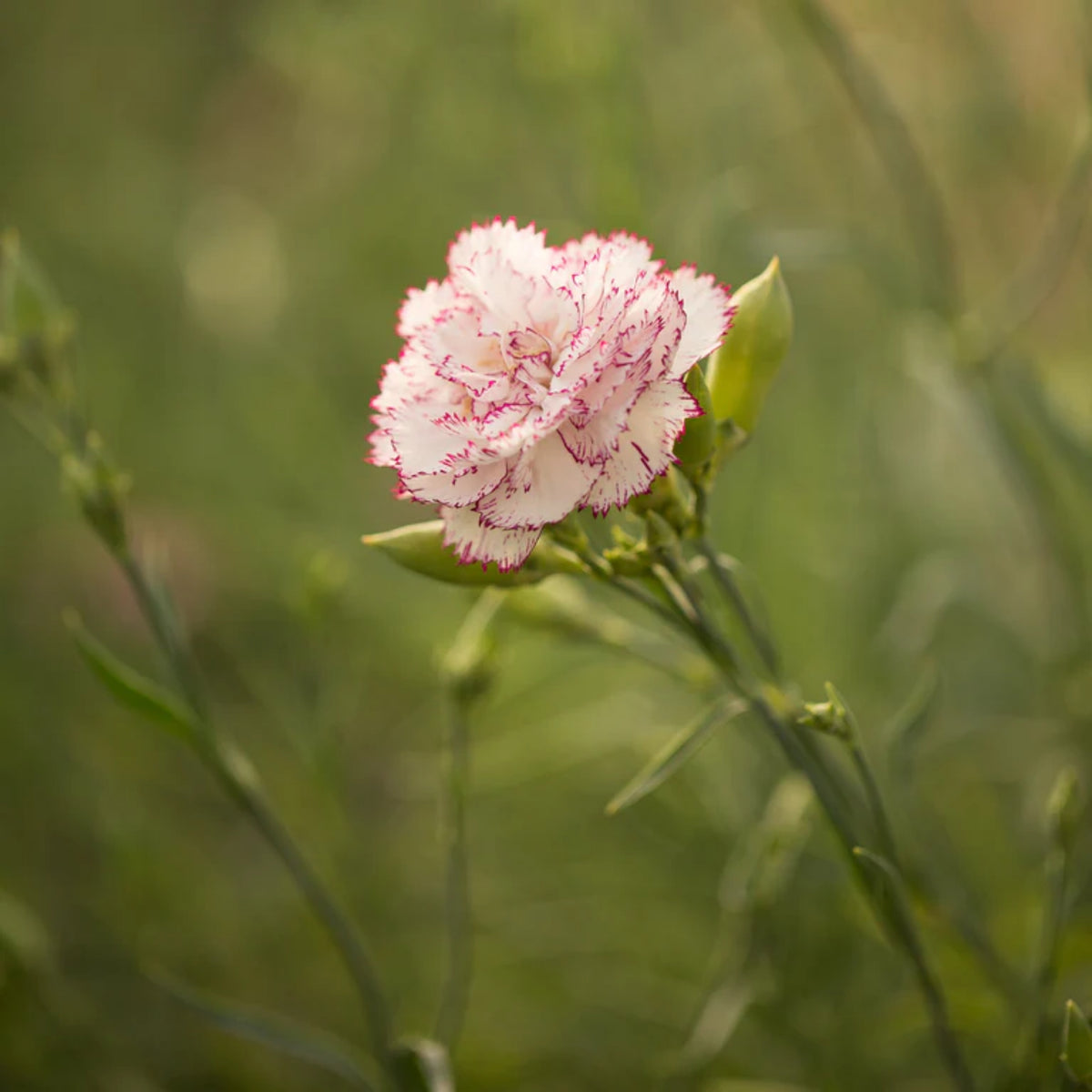 Chabaud Benigna Carnations Seeds - Dianthus Seeds, 30 seeds
