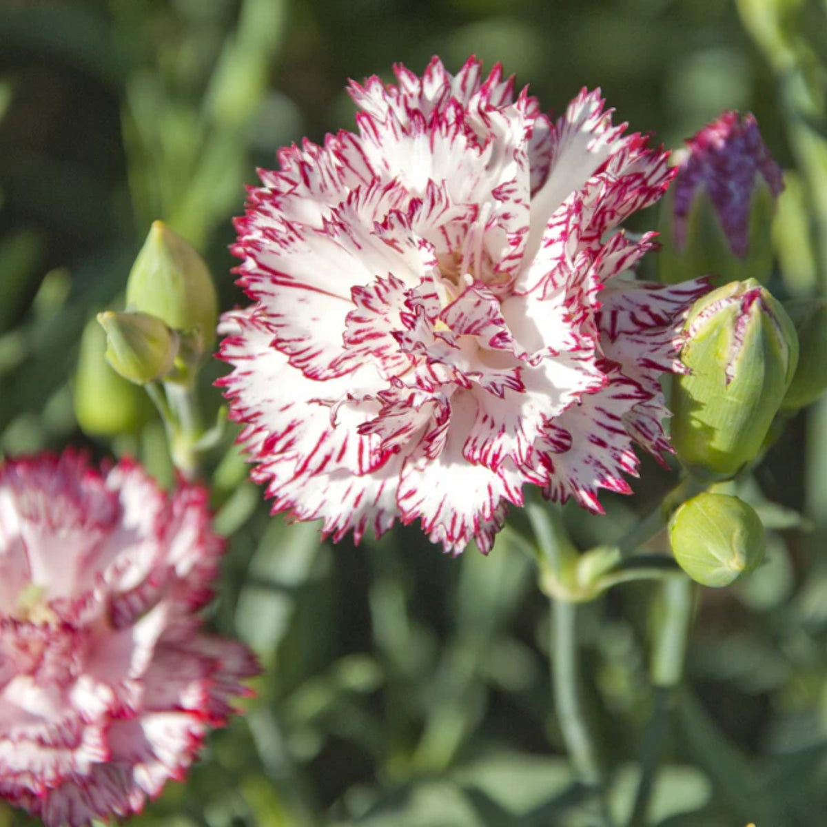 Chabaud Benigna Carnations Seeds - Dianthus Seeds, 30 seeds