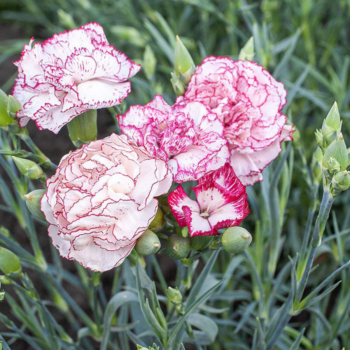Chabaud Benigna Carnations Seeds - Dianthus Seeds, 30 seeds