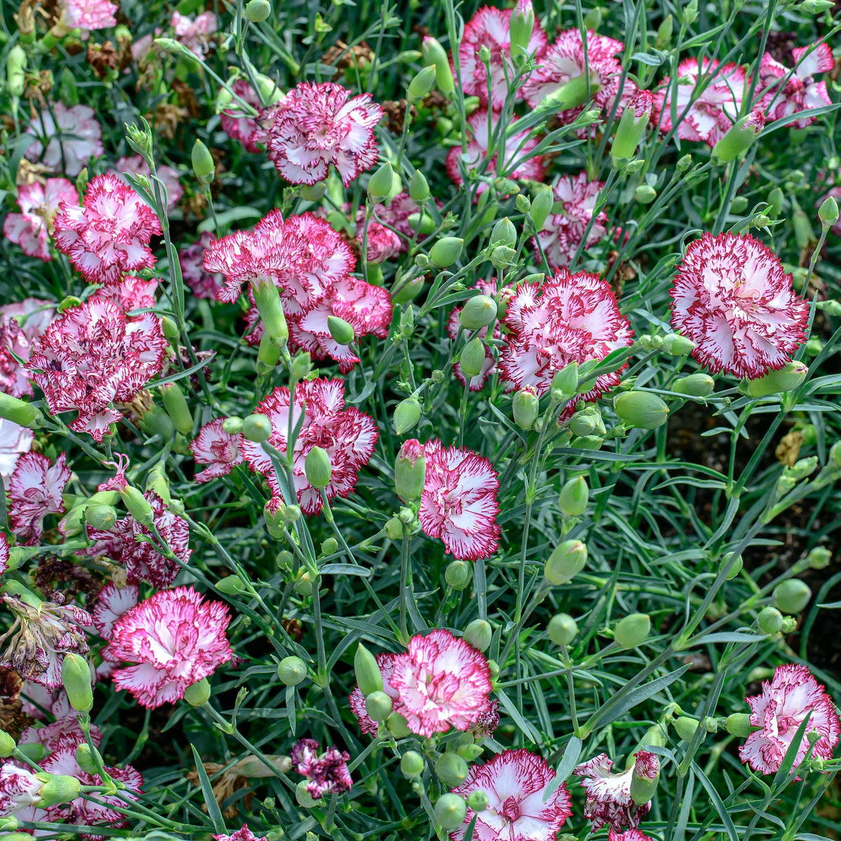 Chabaud Benigna Carnations Seeds - Dianthus Seeds, 30 seeds