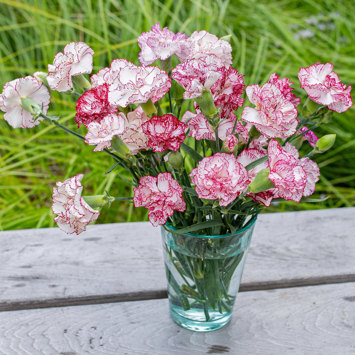 Chabaud Benigna Carnations Seeds - Dianthus Seeds, 30 seeds