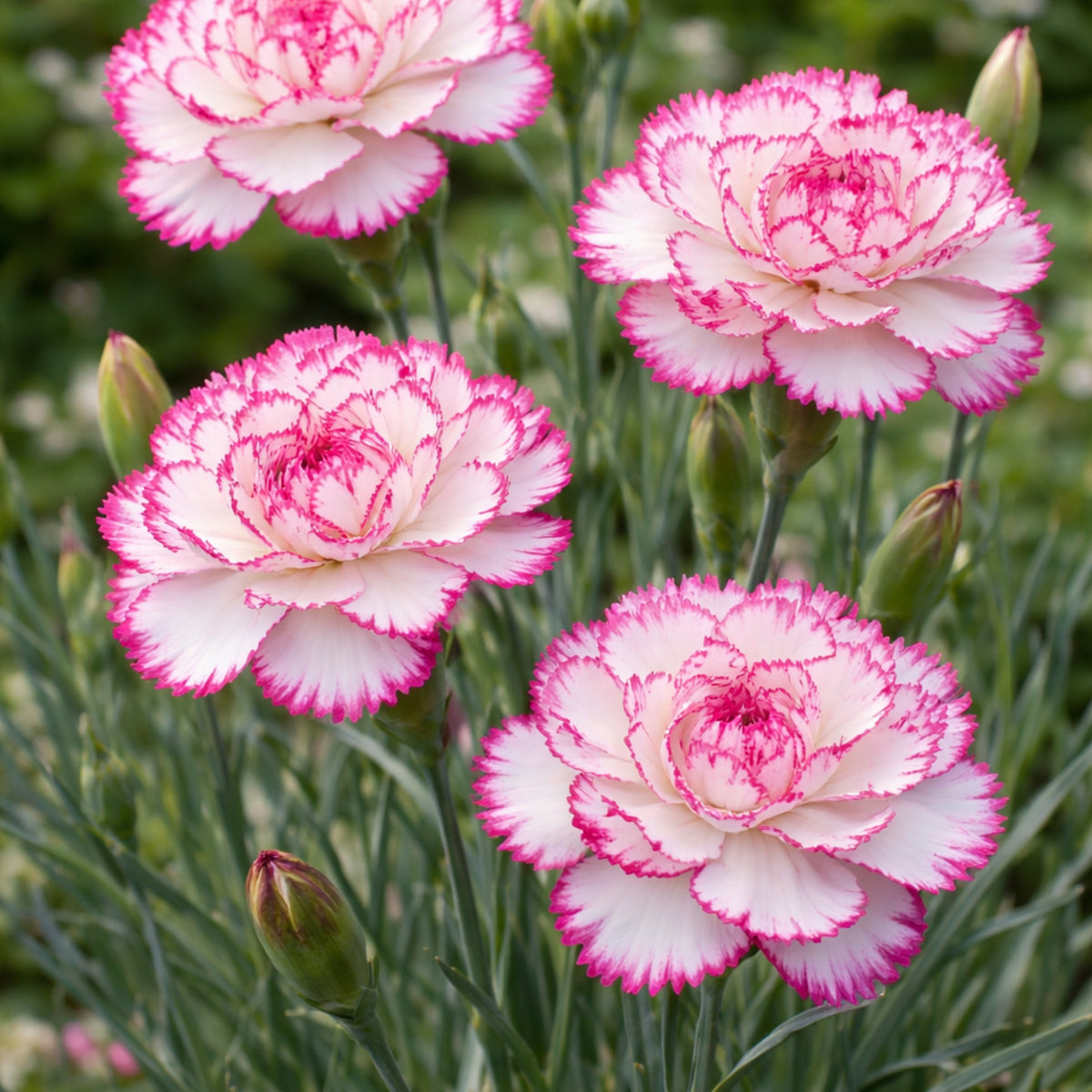 Chabaud Benigna Carnations Seeds - Dianthus Seeds, 30 seeds