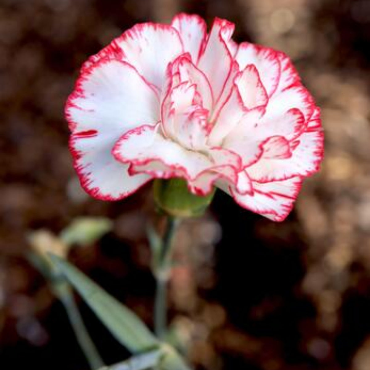 Chabaud Benigna Carnations Seeds - Dianthus Seeds, 30 seeds