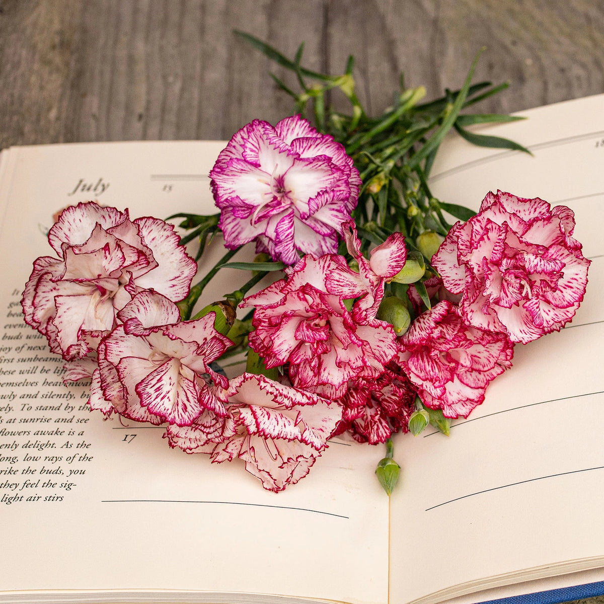 Chabaud Benigna Carnations Seeds - Dianthus Seeds, 30 seeds