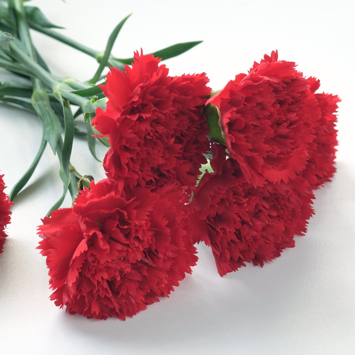 Red Carnations Seeds - Dianthus Seeds, 30 seeds