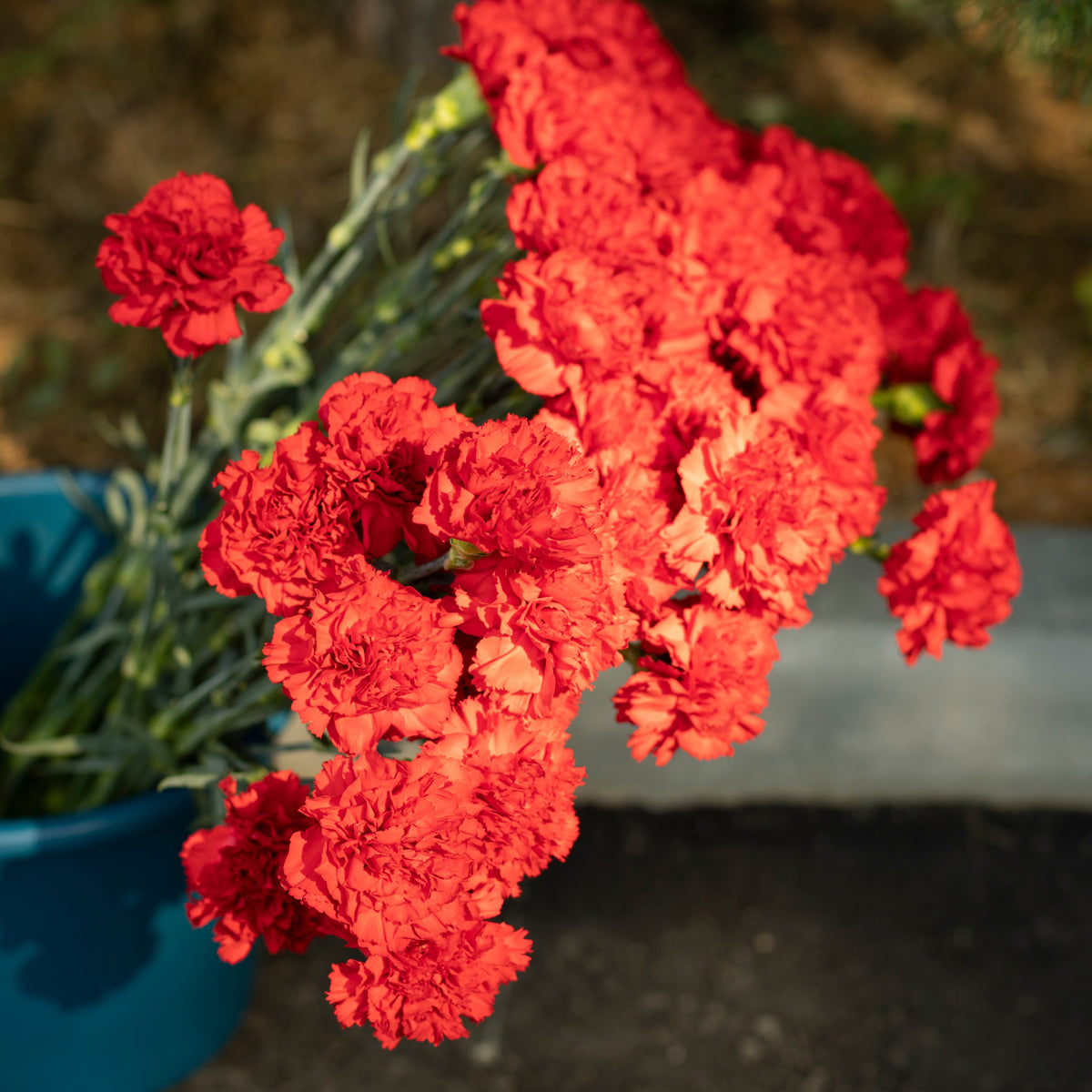 Red Carnations Seeds - Dianthus Seeds, 30 seeds