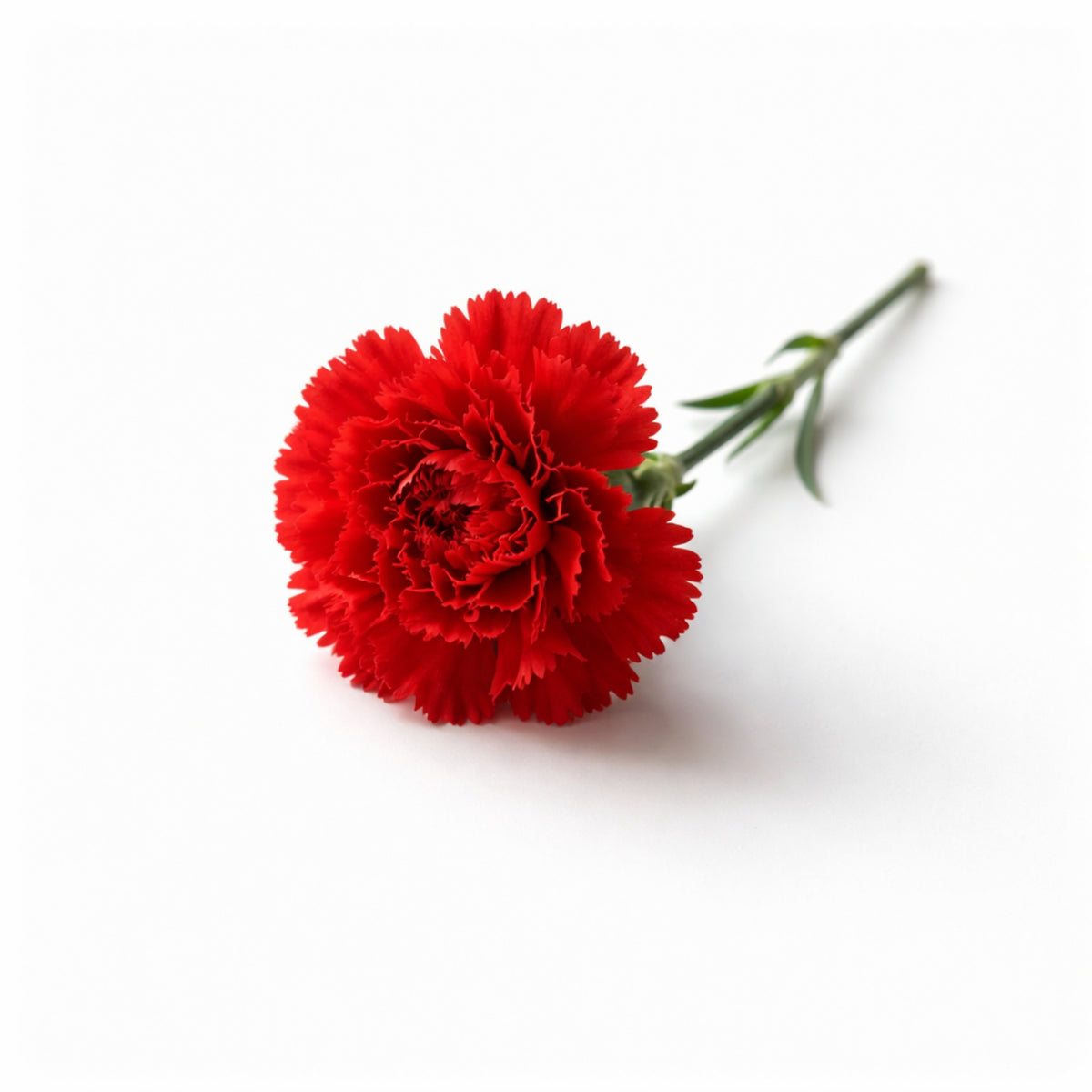 Red Carnations Seeds - Dianthus Seeds, 30 seeds