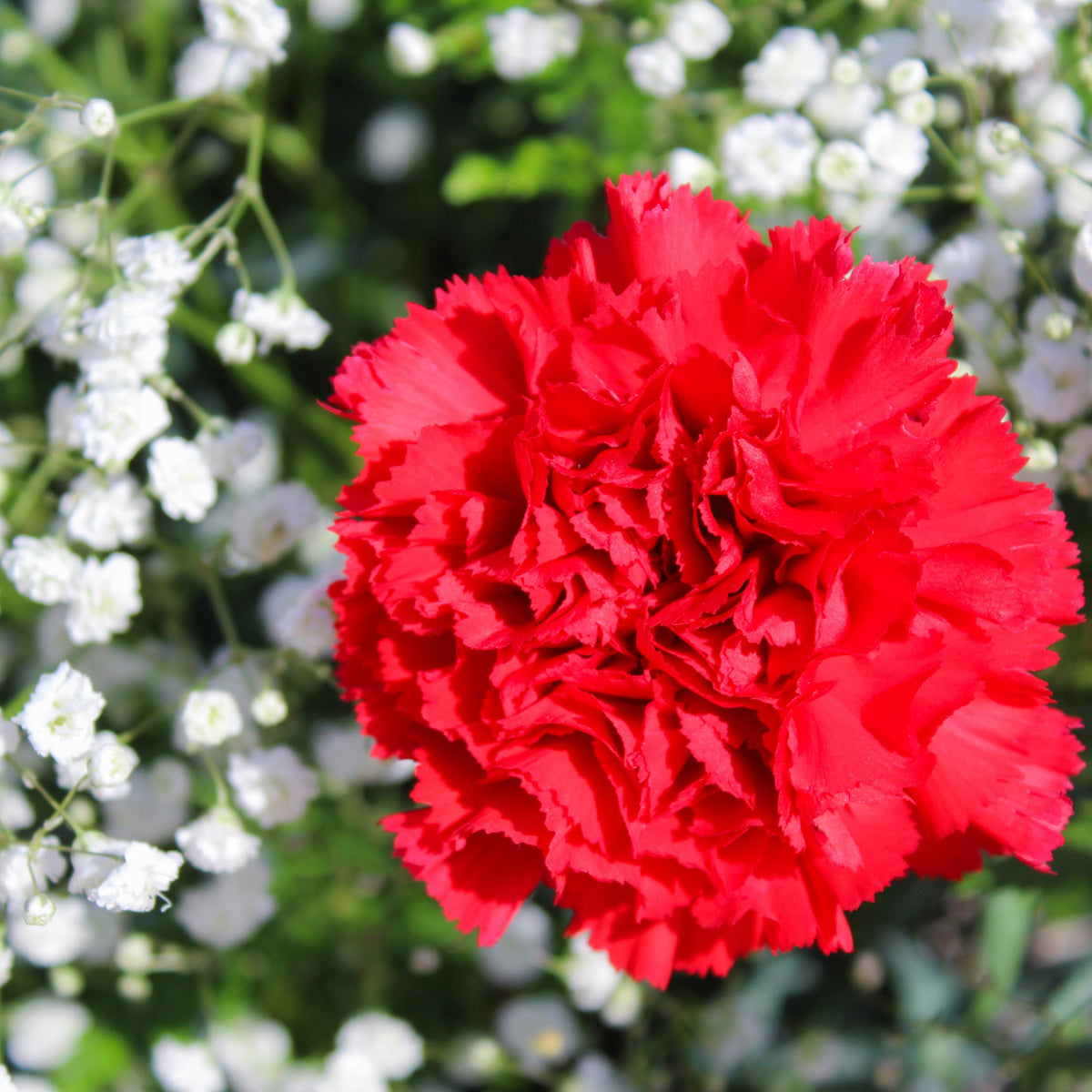 Red Carnations Seeds - Dianthus Seeds, 30 seeds