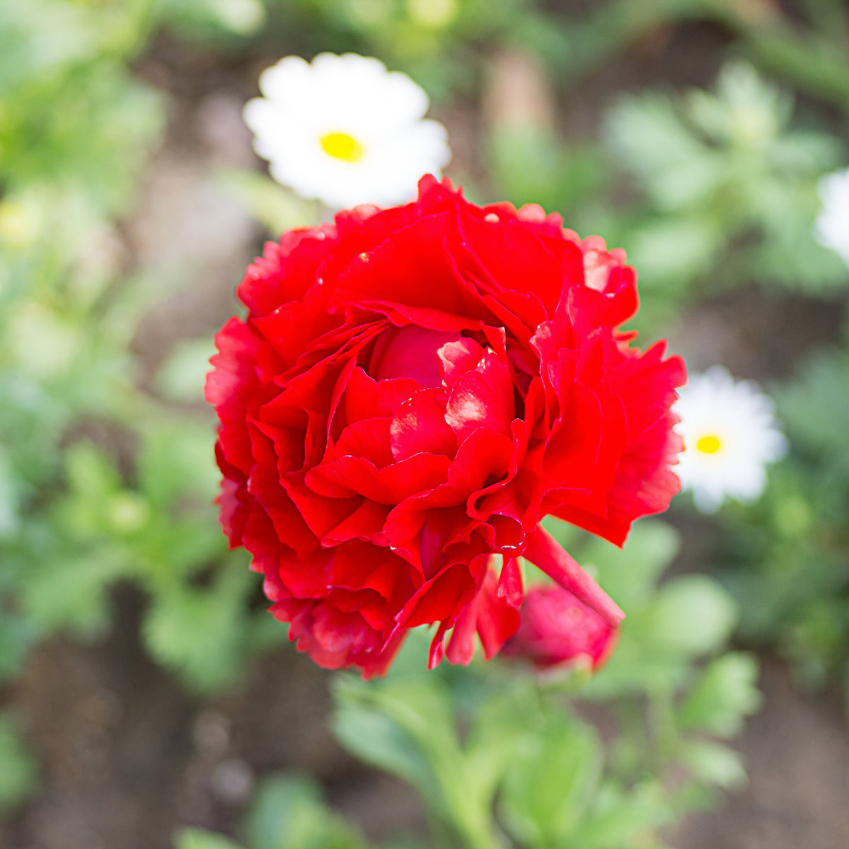Red Carnations Seeds - Dianthus Seeds, 30 seeds