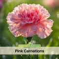 30 Pink Carnations - Dianthus Seeds - Authentic - Open-Pollinated - Organic - Heirloom - Flower Seeds - Mix Seeds to Plant - #ca2